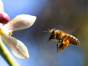2410-closeup-of-a-bee-with-pollen-flying-by-a-flower-pv