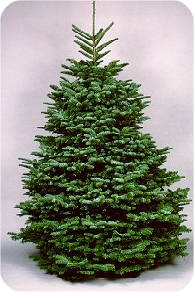 noble-fir