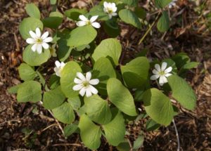 jeffersonia_diphylla