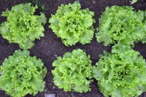 green-salad-1533957_960_720